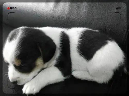 请问大家,这是什么品种的狗啊?这个一个月不到的.