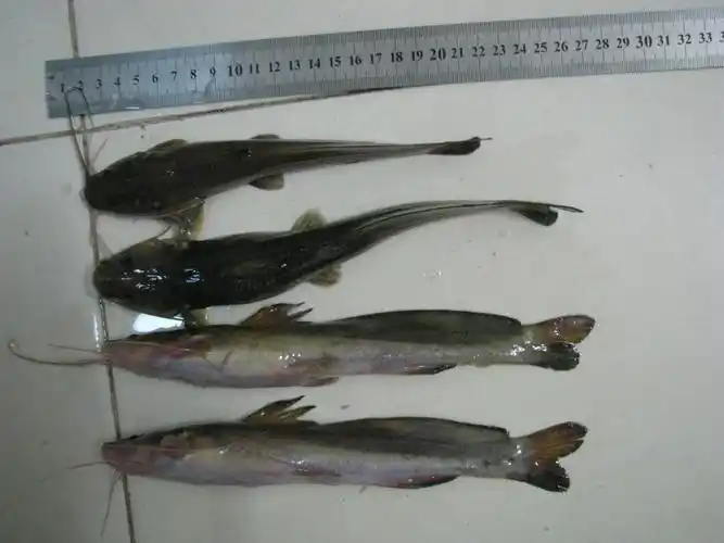 p>大鳍鳠(学名: i>hemibagrus macropterus /i>)是鲿科,鳠属鱼类.