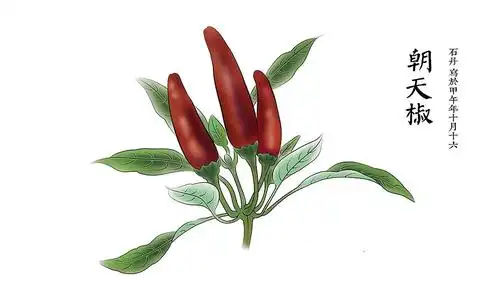 朝天椒   工具:aips数位板