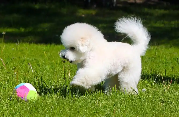 比熊幼犬图片(把) - 赤虎壹号