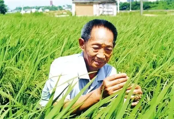 怀念!袁隆平院士逝世两周年|袁隆平_新浪财经_新浪网
