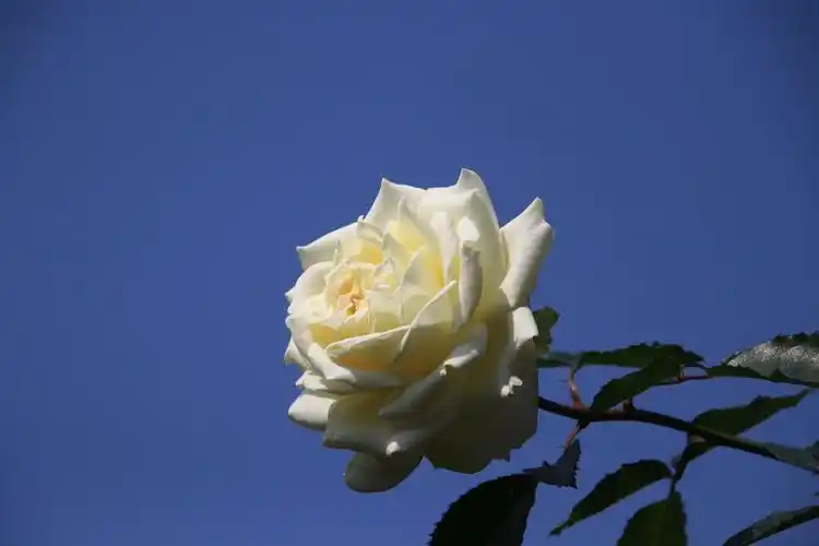 蓝天下的玫瑰云台花园.2021/01/23日拍摄制作lra.