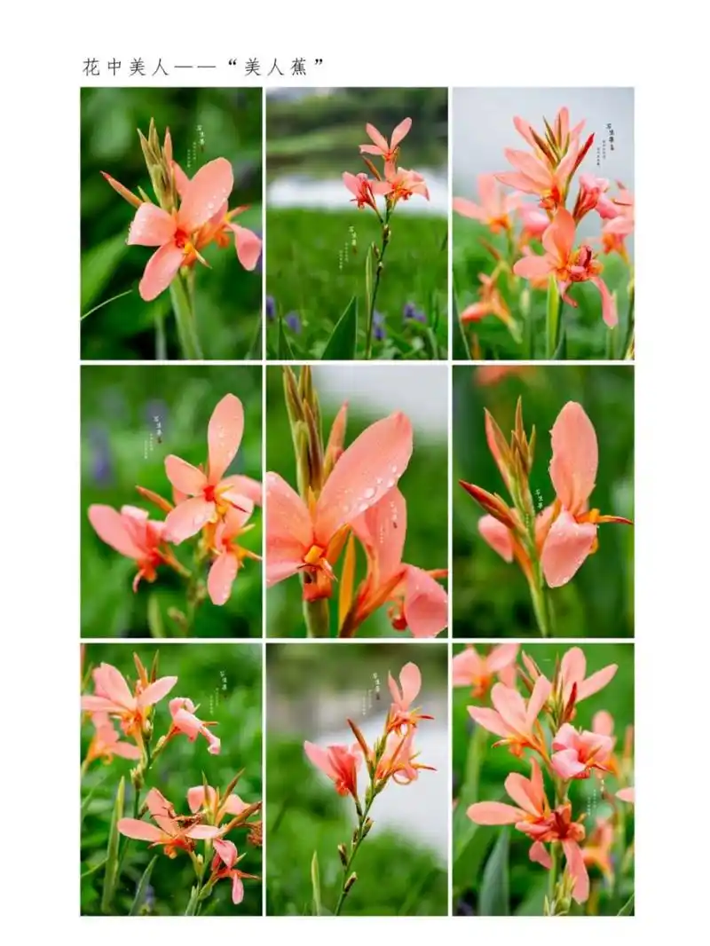 粉美人蕉(学名:canna glauca l.):是一种球根草本植物.