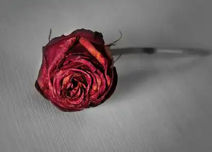 孤独枯萎的玫瑰引发残酷之手照片