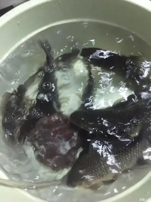 一夜的成果,难得上野生芝麻鲫鱼 天元饵料钓鲫鱼