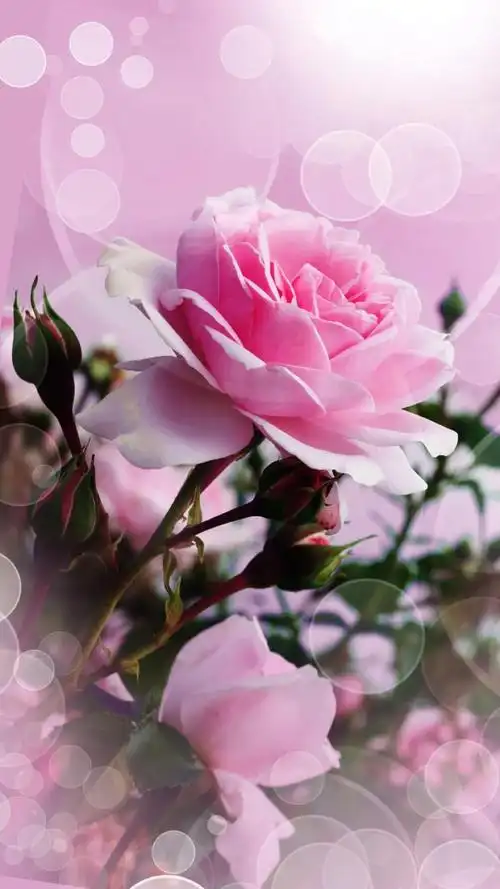 浪漫唯美玫瑰花图片(浪漫爱情玫瑰花图片)