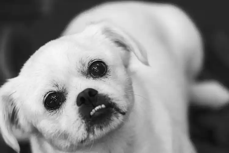 宠物黑白摄影《小狗》