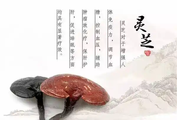 【泉盛昌大药房】灵芝不是"药"!量到时间到功效真奇妙!_调节