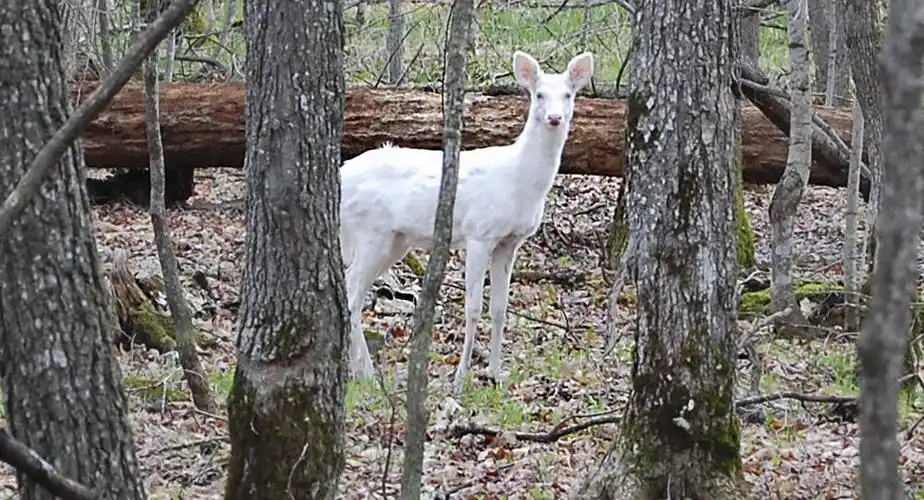 媒体发布罕见白化鹿视频 (图片)