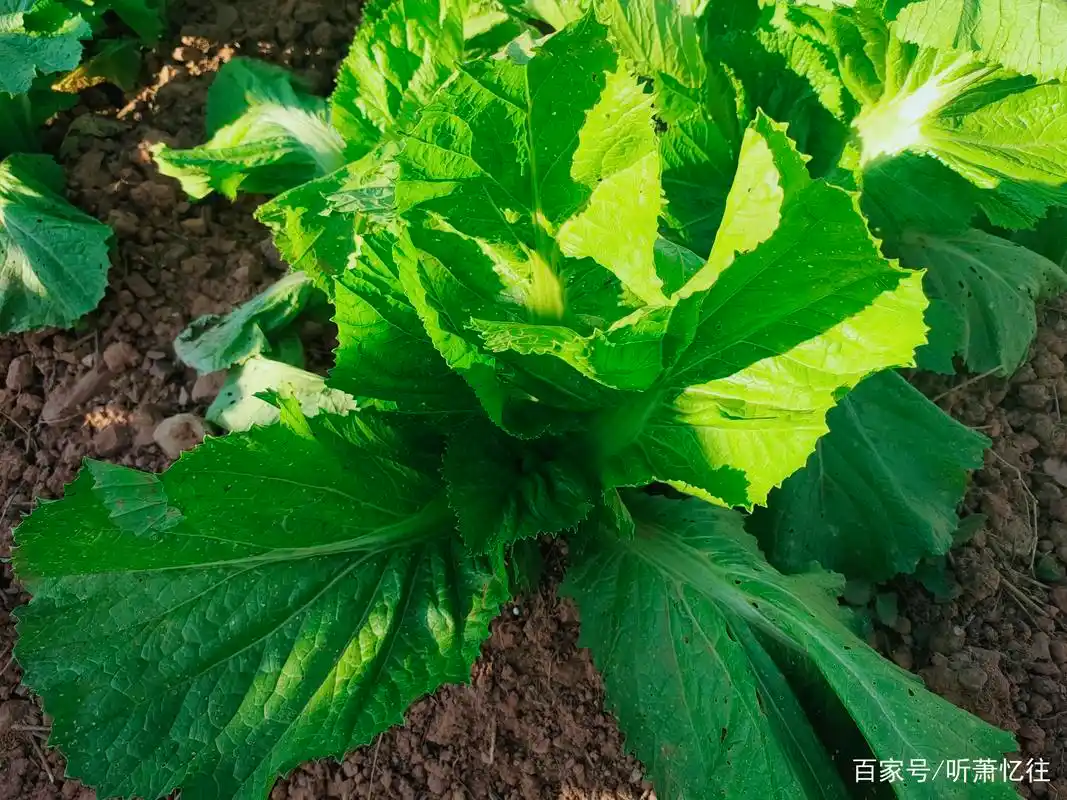 分享一组青菜图片