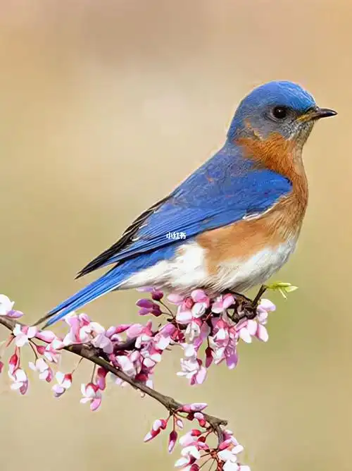 据说刷到这个喜鹊的人可以幸运一整年