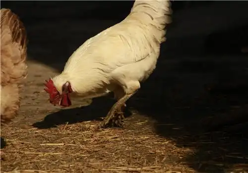 2019年虫子鸡养殖前景如何附市场价格参考