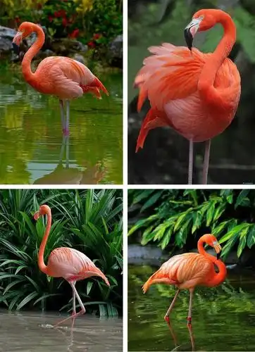 创意美术教程《丛林中的火烈鸟 》