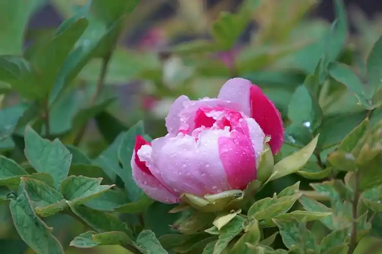 故宫赏花之牡丹花(6)