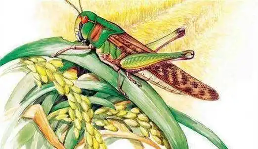 蛭谥泄糯缁,蝗灾并非被视为单纯的自然灾害,由于古代科学知识