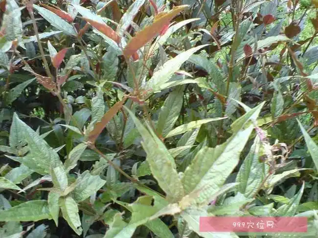 怀牛膝怀牛膝的副作用功效与作用