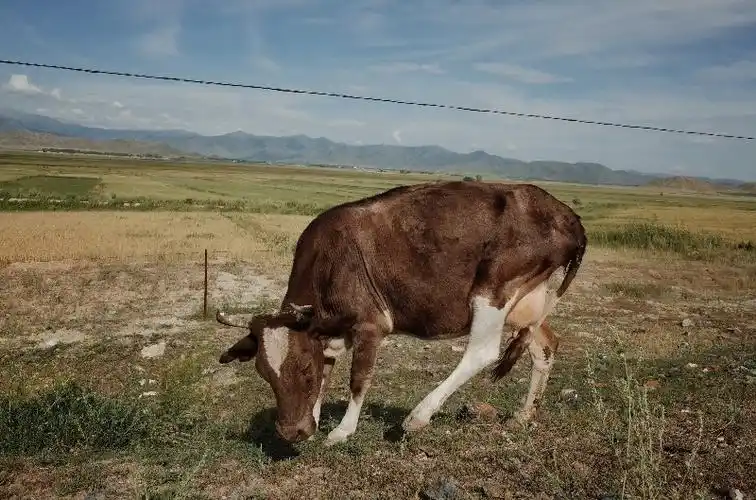 不过,哈萨克族人还是很有礼貌和善良的.