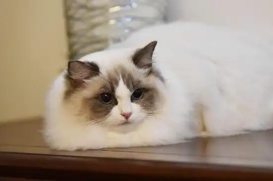 网传最贵的布偶猫上百万元