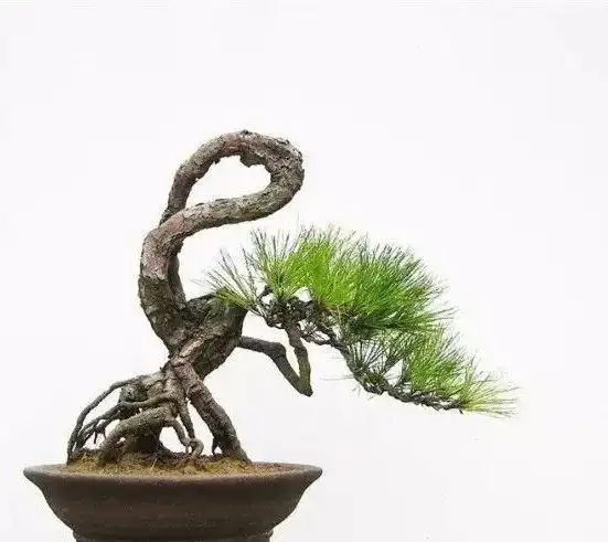 欣赏提根盆景集树根还能这么美