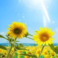 且盼百花迎朝辉,散文诗