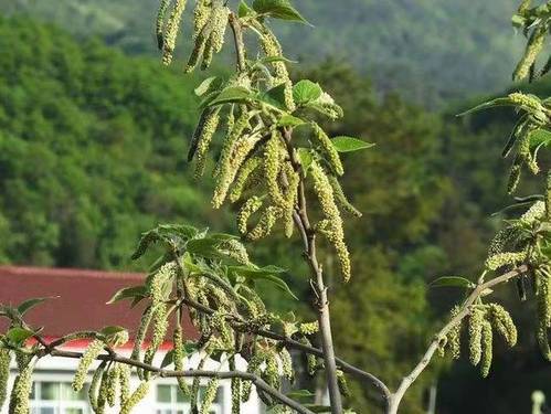 (2022年新鲜)河南新鲜构树穗 构树花 蒸菜 新鲜现摘棒槌儿 楮不揪子