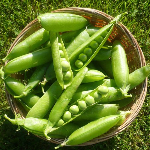 豌豆甜脆种子碗豆大荚尖弯豆豌豆苗家庭园艺种子