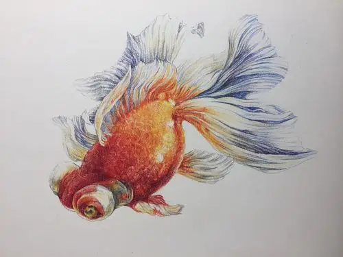 彩铅小金鱼