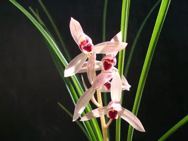 请欣赏本园如意红舌盛开照!-茶余兰后-中国兰花交易网社区