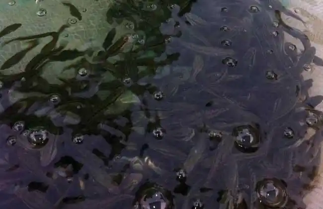 黑鱼种苗价格及养殖方法