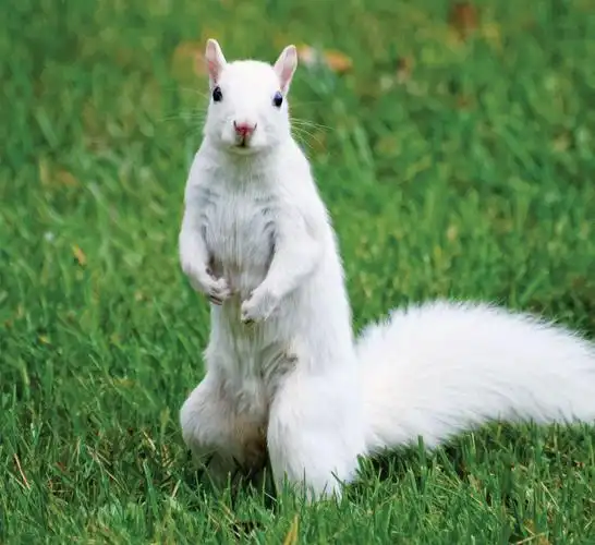weird wednesdays: the wondrous white squirrels of the north