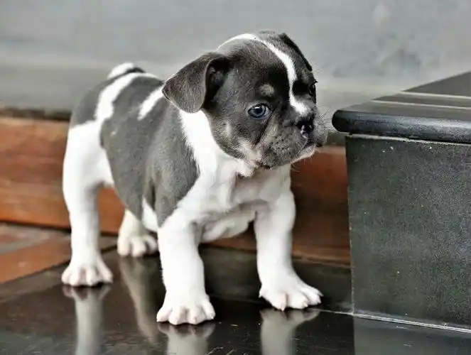 可爱的萌宝宝——《法国斗牛犬》 - 美篇