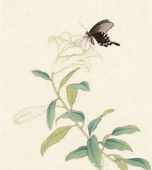 零基础学画|工笔蝴蝶 · 画舸春眠朝未足 梦为蝴蝶也寻花