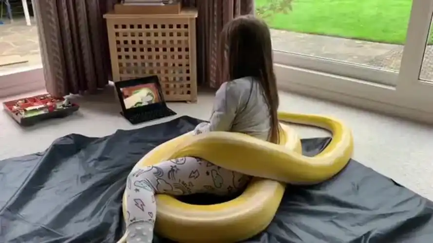 大蟒蛇:宠物是也是蛇啊,小女孩心真大!