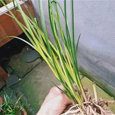 汶川县刚的蕙兰正宗的黄心草