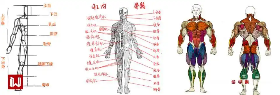 男人体系列丨肌肉糙汉丨人体怎么画丨ps板绘