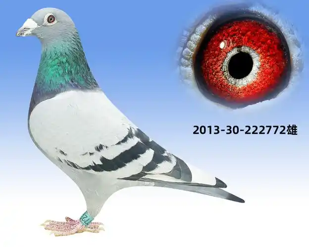 戈马力基础种雄