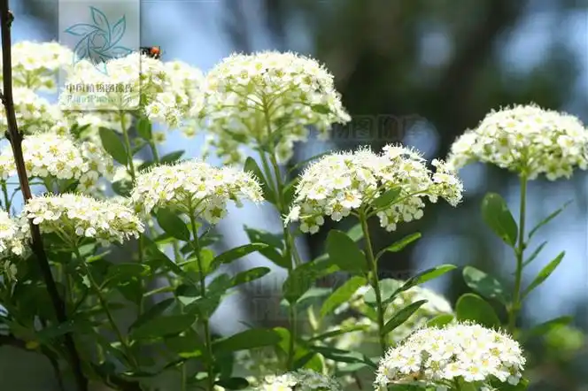 蔷薇科,绣线菊属 a href="#" data-lemmaid="1520017">灌木 /a>,高