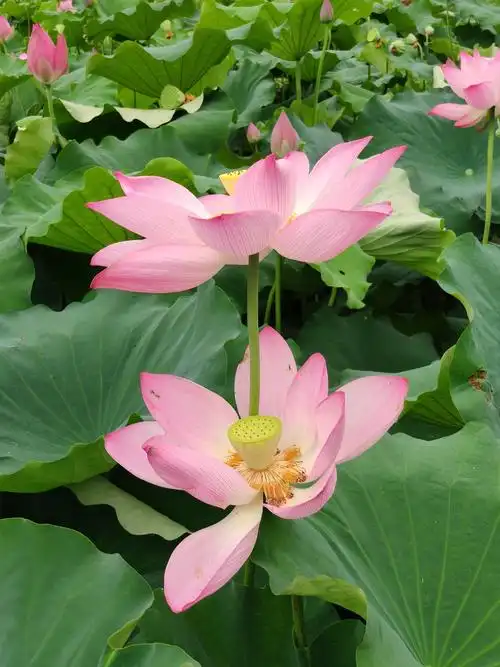 珍贵的"宝塔荷花!