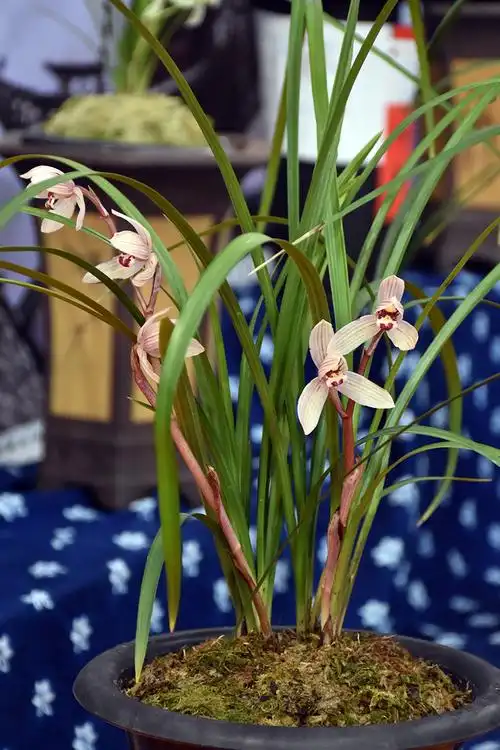 去大理国际兰花展上长见识 今年最贵是永怀素