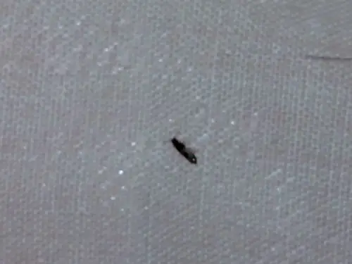 求解答啊 床上都是那种小虫 不知道什么情况 麻烦知道的看下 拍了几张