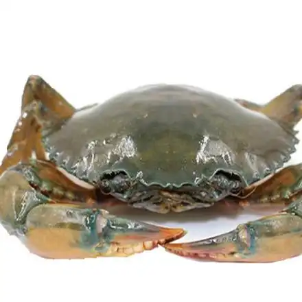 青蟹鲜活