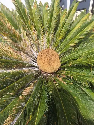 大家帮忙看下这棵铁树生什么病了呀?