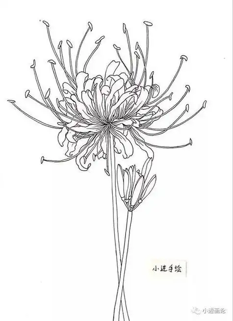 彼岸花简笔画古风女