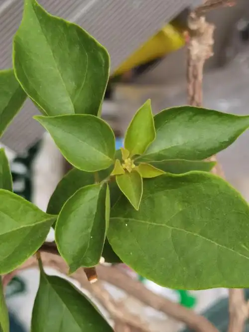 三角梅绿樱的花苞