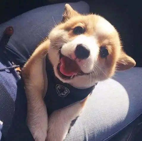 柯基有这7种表现,说明它很开心!