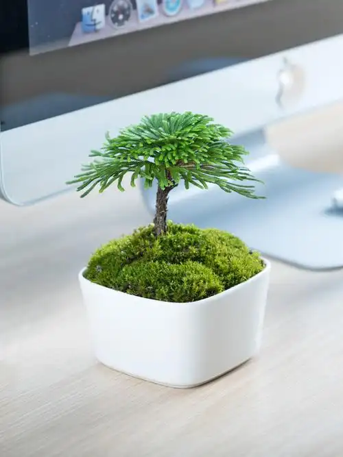 好养活的小盆栽绿植物办公室内茶桌面盆景九死还草野生卷柏蕨类