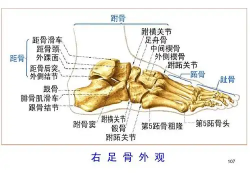 上,下肢动脉的应用解剖ppt