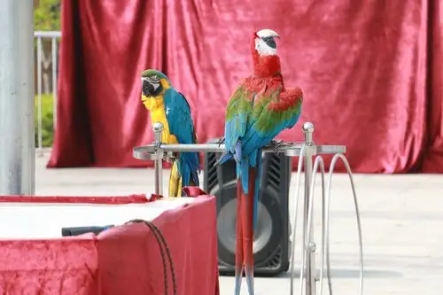 漂亮的鹦鹉会跳舞