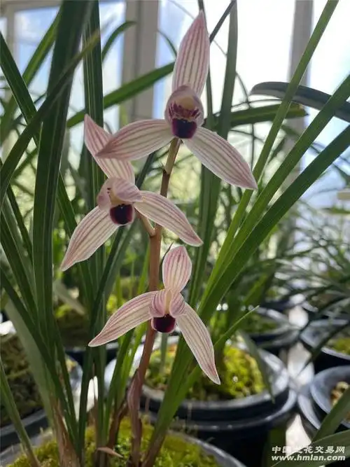 如意红舌-莲瓣篇-中国兰花交易网社区