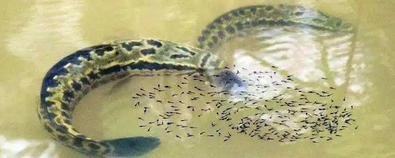 黑鱼产卵几月份黑鱼一般活动在什么水层